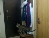 СДАМ КОМНАТУ В СПБ ЗА 7000р. ОТ СОБСТВЕННИКА! БЕЗ КОМИССИИ! - Жилая недвижимость, Аренда квартир Санкт-Петербург